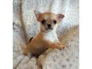 Chihuahua Puppy for sale in Tinley Park, IL, USA