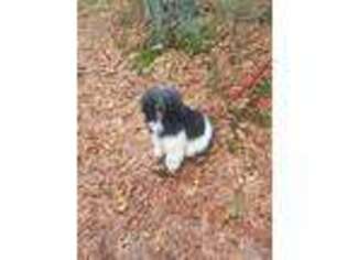 Mutt Puppy for sale in Dighton, MA, USA