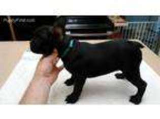 French Bulldog Puppy for sale in Byron, GA, USA