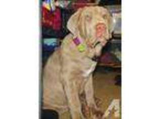 Neapolitan Mastiff Puppy for sale in OXFORD, OH, USA