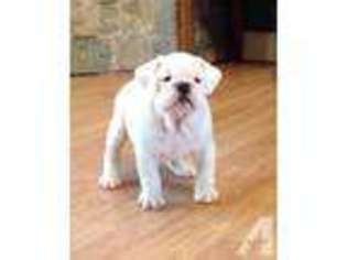 Bulldog Puppy for sale in TURTLETOWN, TN, USA