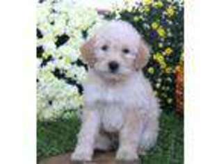 Labradoodle Puppy for sale in Ronks, PA, USA