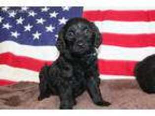 Labradoodle Puppy for sale in Marshfield, WI, USA