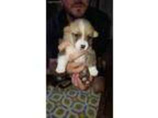 Pembroke Welsh Corgi Puppy for sale in Argyle, IA, USA