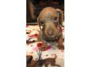 Dachshund Puppy for sale in Foley, AL, USA