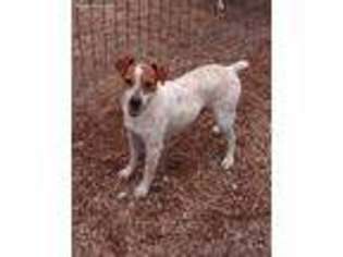 Jack Russell Terrier Puppy for sale in Lebanon, MO, USA