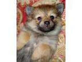 Pomeranian Puppy for sale in Wichita, KS, USA