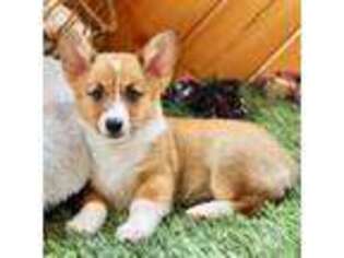 Pembroke Welsh Corgi Puppy for sale in Baltic, OH, USA
