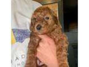 Mutt Puppy for sale in Andalusia, AL, USA