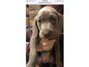 Weimaraner Puppy for sale in Butler, PA, USA