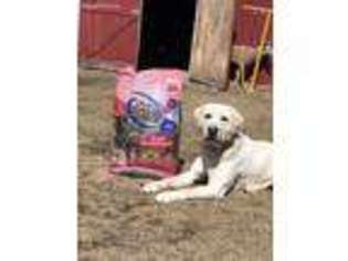 Labrador Retriever Puppy for sale in Saint Francis, MN, USA
