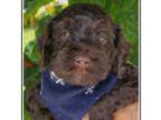 Labradoodle Puppy for sale in Palm City, FL, USA