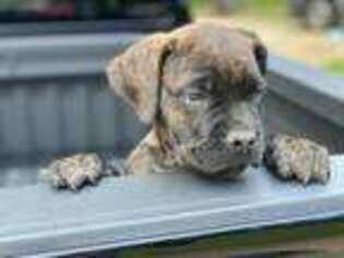 Cane Corso Puppy for sale in Covington, GA, USA