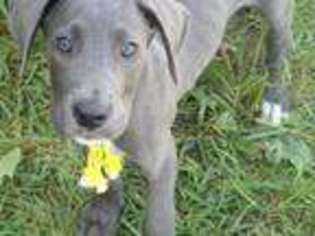 Great Dane Puppy for sale in NEW RICHMOND, OH, USA