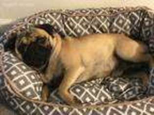 Pug Puppy for sale in Lemoore, CA, USA