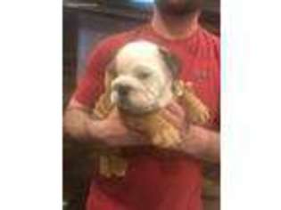 Bulldog Puppy for sale in Clyde, KS, USA
