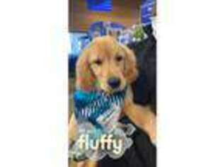 Golden Retriever Puppy for sale in Park Forest, IL, USA