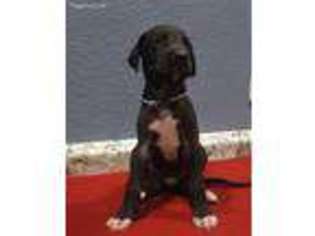Great Dane Puppy for sale in Weatherford, TX, USA