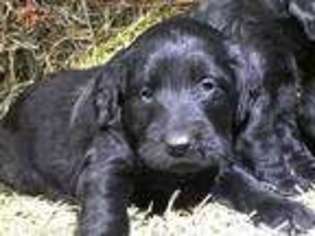 Labradoodle Puppy for sale in Hedrick, IA, USA