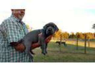 Great Dane Puppy for sale in Tarboro, NC, USA