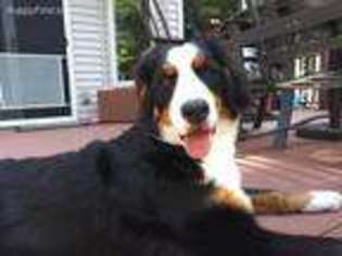 Bernese Mountain Dog Puppy for sale in Birch Run, MI, USA