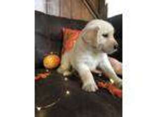 Golden Retriever Puppy for sale in Statesville, NC, USA