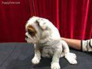 Bulldog Puppy for sale in North Hollywood, CA, USA