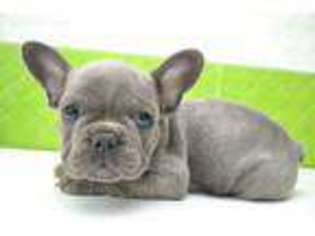 French Bulldog Puppy for sale in Eagle Point, OR, USA