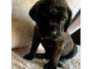Mastiff Puppy for sale in Columbia, MS, USA