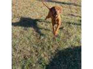 Rhodesian Ridgeback Puppy for sale in Carney, OK, USA