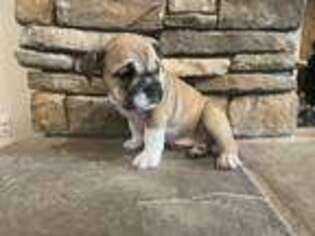 Bulldog Puppy for sale in Rathdrum, ID, USA