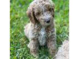 Goldendoodle Puppy for sale in Brandon, MS, USA