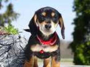 Dachshund Puppy for sale in Craigville, IN, USA