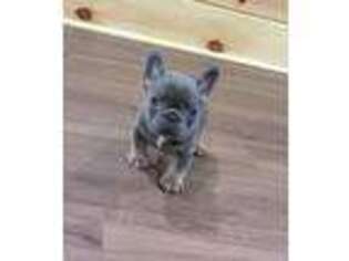 French Bulldog Puppy for sale in Sandy Hook, CT, USA