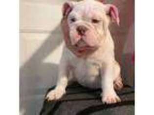 Bulldog Puppy for sale in Bakersfield, CA, USA