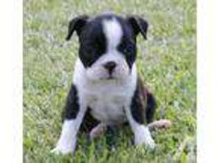 Mutt Puppy for sale in GORDO, AL, USA
