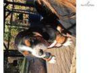 Basset Hound Puppy for sale in Atlanta, GA, USA