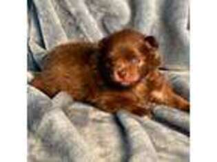 Pomeranian Puppy for sale in Davenport, FL, USA