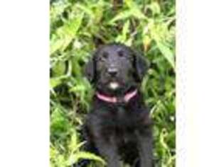 Labradoodle Puppy for sale in Weatherford, OK, USA