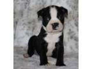 Boston Terrier Puppy for sale in Houghton, IA, USA