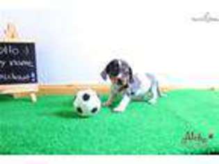 Medium Photo #1 Dachshund Puppy For Sale in New York, NY, USA
