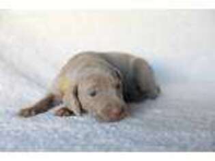 Weimaraner Puppy for sale in Waddell, AZ, USA