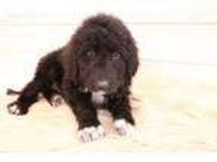 Labradoodle Puppy for sale in Livermore, KY, USA