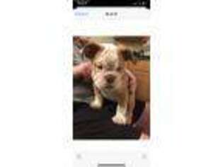 Bulldog Puppy for sale in Winchester, VA, USA