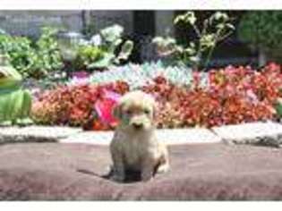 Golden Retriever Puppy for sale in Katy, TX, USA
