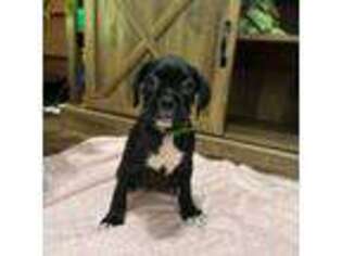 Boxer Puppy for sale in Marietta, GA, USA