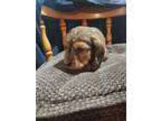 Dachshund Puppy for sale in Newcomerstown, OH, USA