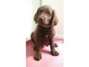 Labradoodle Puppy for sale in Eustace, TX, USA