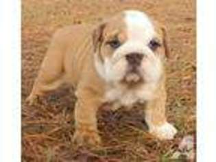Bulldog Puppy for sale in WALLACE, NC, USA