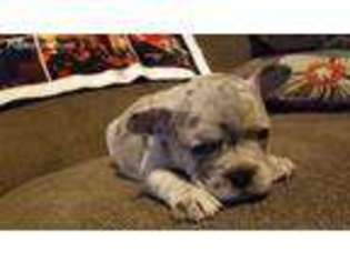 French Bulldog Puppy for sale in Oskaloosa, IA, USA